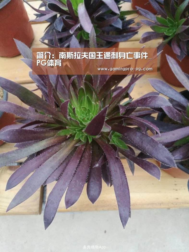 简介:南斯拉夫国王遇刺身亡事件_PG体育(图1) PG电竞APP
